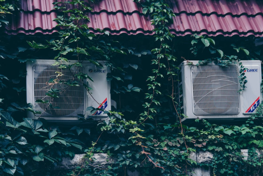 Ivy on House Wall and Roof Tiles