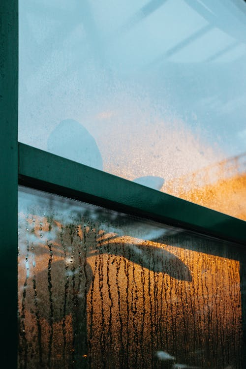 Flower Behind a Window